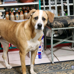 Lost Female Dog last seen McClintock High School, Tempe, AZ 85282