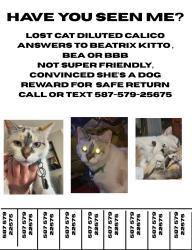 Lost Female Cat last seen Dalhousie drive, Dalhousie the fortress, Dalhousie , Calgary, AB T3A