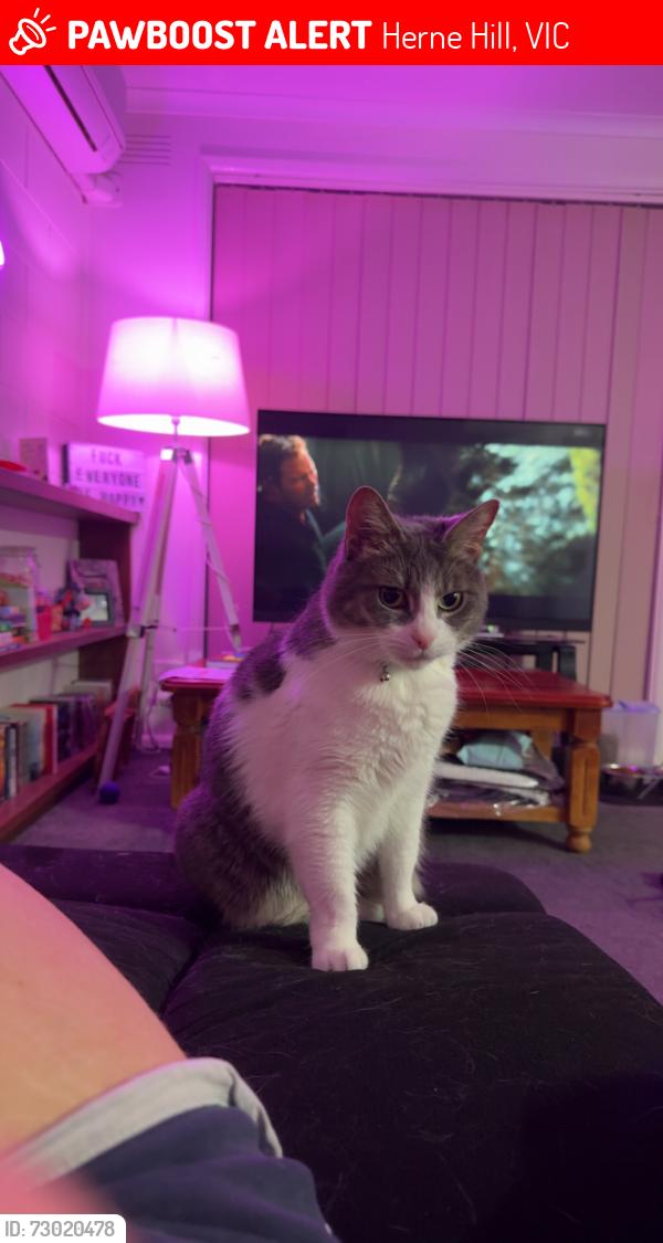 Lost Female Cat last seen Stafford Street, Herne Hill, VIC 3218