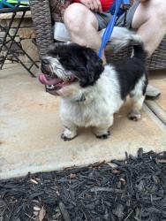 Reunited Male Dog last seen Seven Oaks Neighborhood, Charlotte, NC 28215