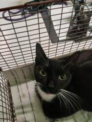 Shelter Stray Female Cat last seen , 1850 W 60th St, Los Angeles, CA 90047, USA