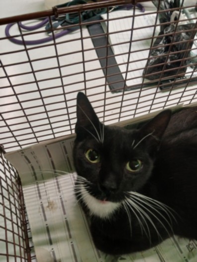 Shelter Stray Female Cat last seen , 1850 W 60th St, Los Angeles, CA 90047, USA