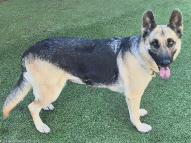 Shelter Stray Female Dog last seen , 14409 Vanowen St, Van Nuys, CA 91405, USA