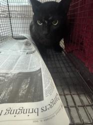 Shelter Stray Male Cat last seen , 1850 W 60th St, Los Angeles, CA 90047, USA