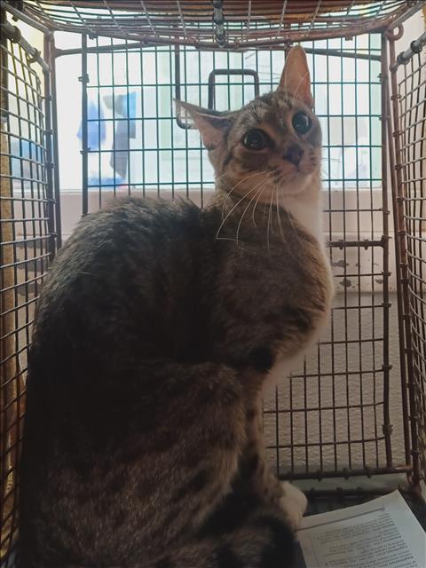 Shelter Stray Unknown Cat last seen , 1850 W 60th St, Los Angeles, CA 90047, USA