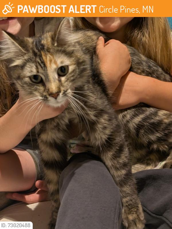 Found/Stray Female Cat last seen Xebec St NE and 99th Ave NE, Circle Pines, MN 55014