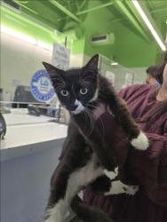Shelter Stray Female Cat last seen , 1850 W 60th St, Los Angeles, CA 90047, USA