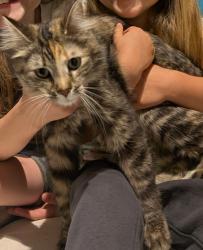 Found/Stray Female Cat last seen Xebec St NE and 99th Ave NE, Circle Pines, MN 55014