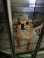 Shelter Stray Male Dog last seen , 1850 W 60th St, Los Angeles, CA 90047, USA