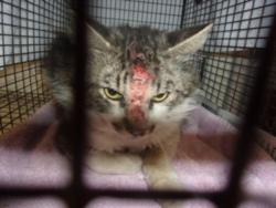 Shelter Stray Male Cat last seen , 14409 Vanowen St, Van Nuys, CA 91405, USA