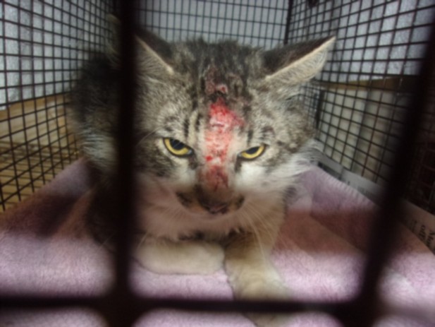Shelter Stray Male Cat last seen , 14409 Vanowen St, Van Nuys, CA 91405, USA