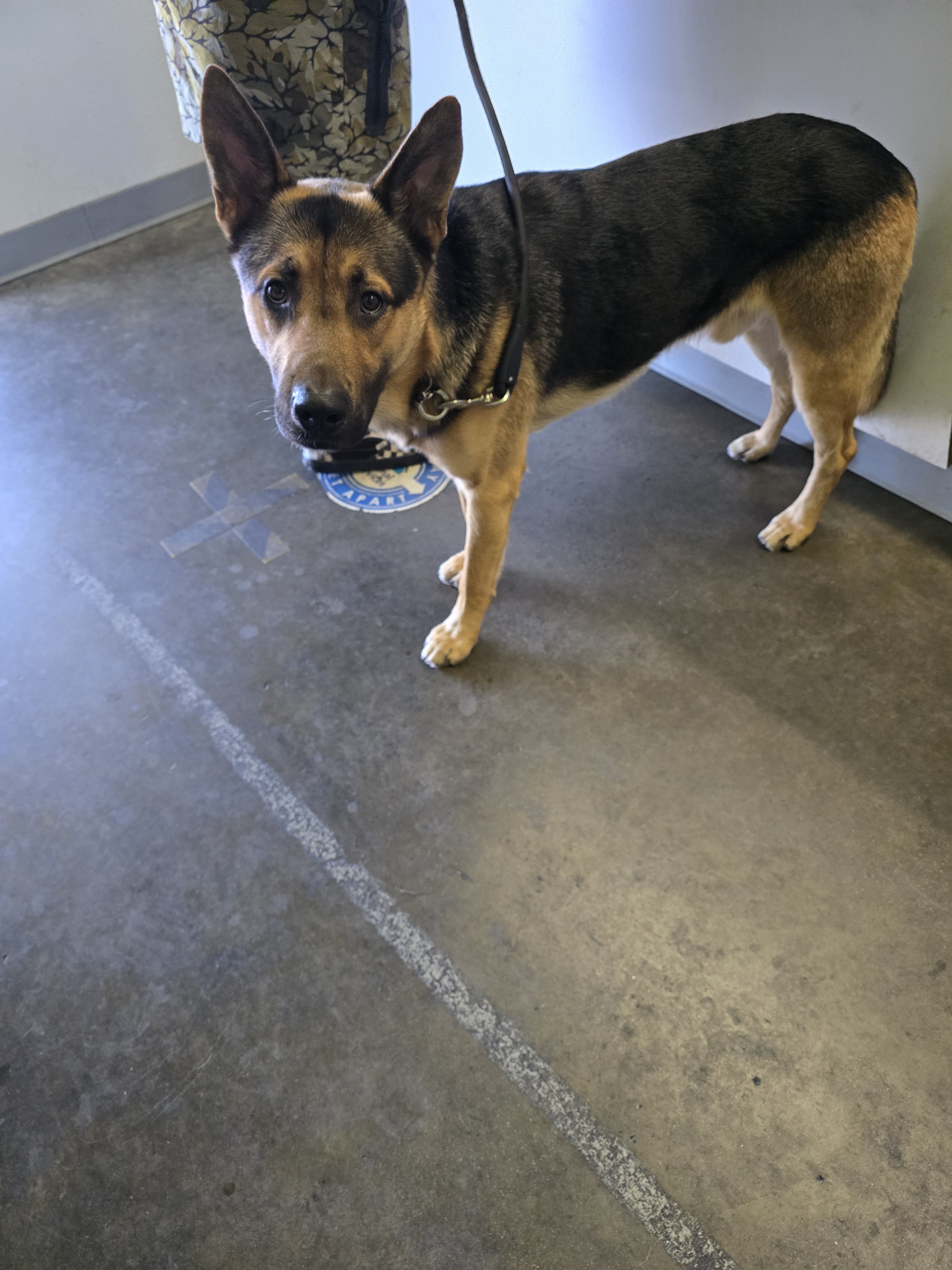 Shelter Stray Male Dog last seen , 1850 W 60th St, Los Angeles, CA 90047, USA