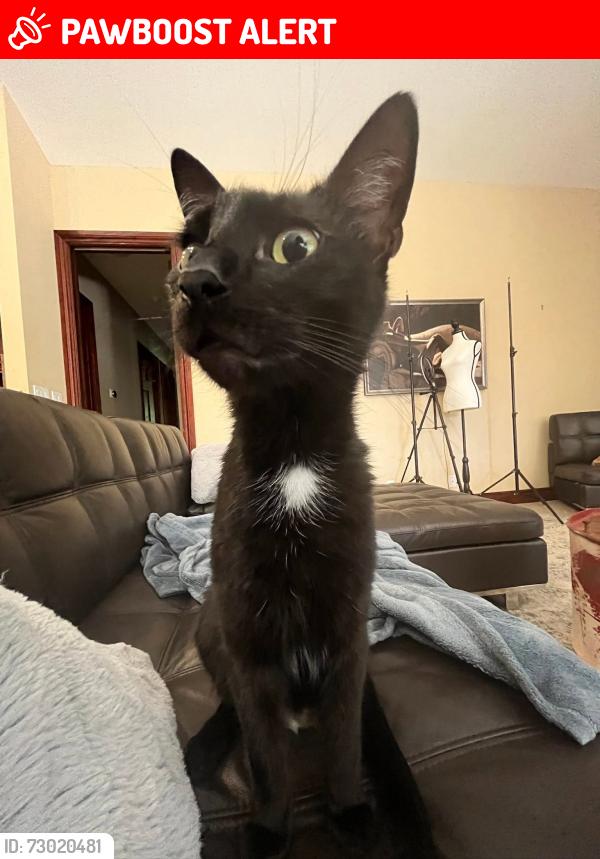 Lost Male Cat last seen C Road (half mile north of Okeechobee Blvd), Loxahatchee Groves, FL 33470