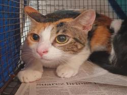 Shelter Stray Female Cat last seen , 1850 W 60th St, Los Angeles, CA 90047, USA