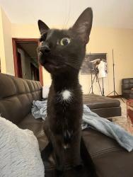 Lost Male Cat last seen C Road (half mile north of Okeechobee Blvd), Loxahatchee Groves, FL 33470