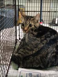 Shelter Stray Female Cat last seen , 1850 W 60th St, Los Angeles, CA 90047, USA