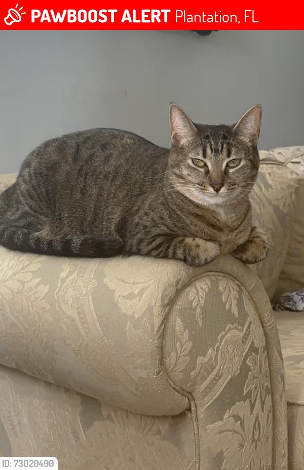 Lost Female Cat last seen Plantation , Plantation, FL 33313