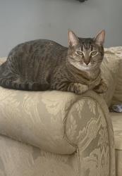 Lost Female Cat last seen Plantation , Plantation, FL 33313