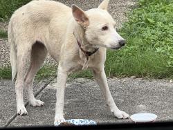 Found/Stray Female Dog last seen Michigan St, San Antonio, TX 78201