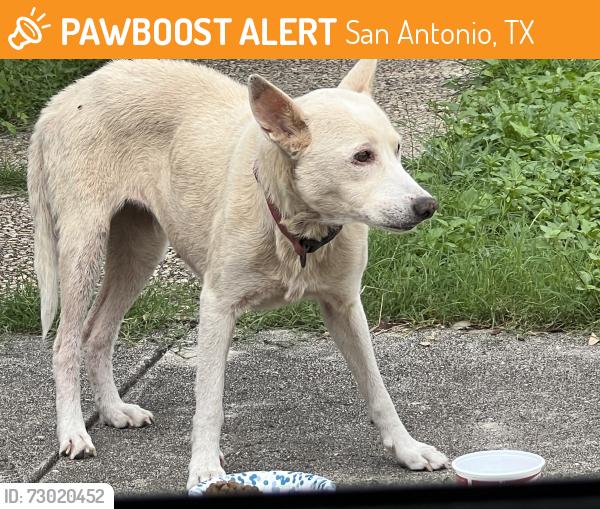 Found/Stray Female Dog last seen Michigan St, San Antonio, TX 78201