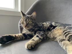 Lost Male Cat last seen Pine Valley Drive, St. Thomas, ON N5P 3T3