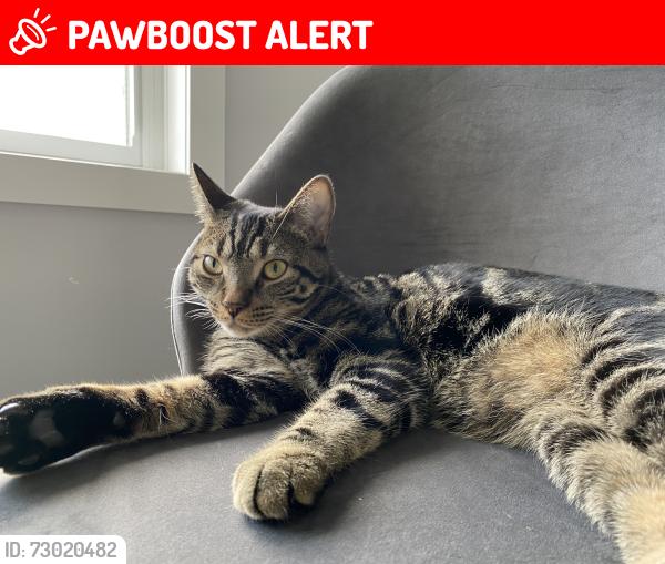 Lost Male Cat last seen Pine Valley Drive, St. Thomas, ON N5P 3T3