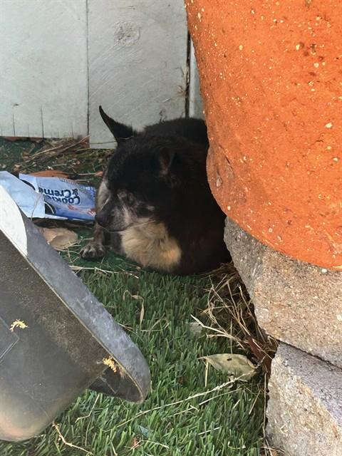 Shelter Stray Male Dog last seen Near BLK W 67TH WAY, LONG BEACH, CA 90805, 7700 E Spring St, Long Beach, CA 90815, USA