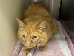 Shelter Stray Male Cat last seen Near BLOCK S CASCADE AVE, COLORADO SPRINGS CO 80905, 610 Abbot Ln, Colorado Springs, CO 80905, USA