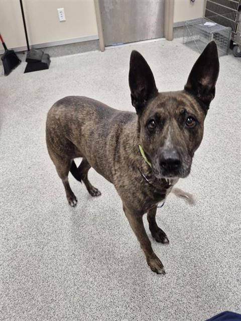 Shelter Stray Female Dog last seen MOONLIGHT WY / MAYBERRY WY, 9150 Union Park Way, Elk Grove, CA 95624, USA