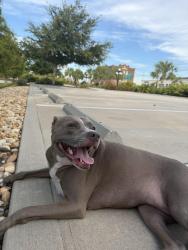 Reunited Female Dog last seen 17th st, Tampa, FL 33605