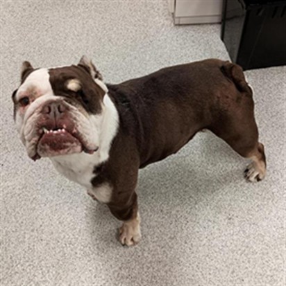 Shelter Stray Female Dog last seen QUIET DAWN CT / HARVEST HILL WY, 9150 Union Park Way, Elk Grove, CA 95624, USA