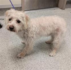 Shelter Stray Male Dog last seen WHITELOCK PKWY / KNOTTS DR, 9150 Union Park Way, Elk Grove, CA 95624, USA