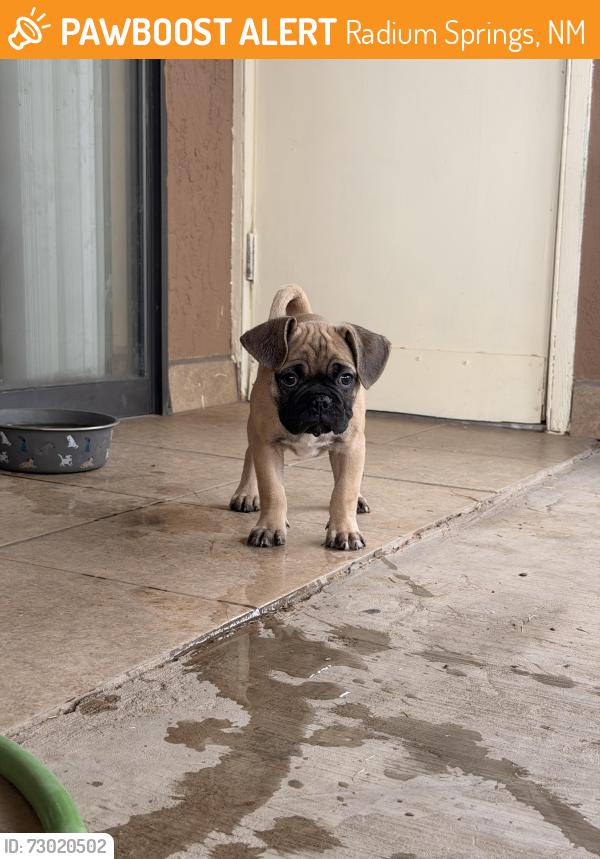 Found/Stray Male Dog last seen Leasburg day use area, Radium Springs, NM 88007