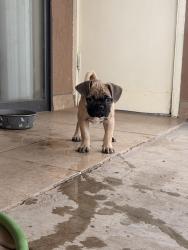 Found/Stray Male Dog last seen Leasburg day use area, Radium Springs, NM 88007