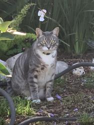 Lost Male Cat last seen Paseo de gracia, Torrance, CA 90505