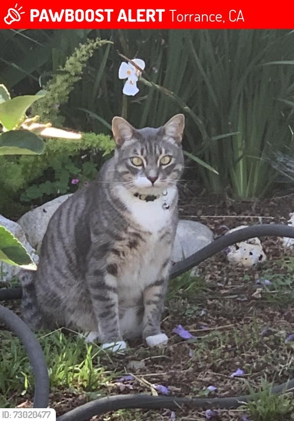 Lost Male Cat last seen Paseo de gracia, Torrance, CA 90505