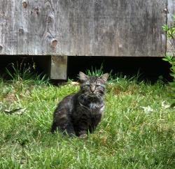 Found/Stray Unknown Cat last seen Malibu Drive and Alcott, Virginia Beach, VA 23452