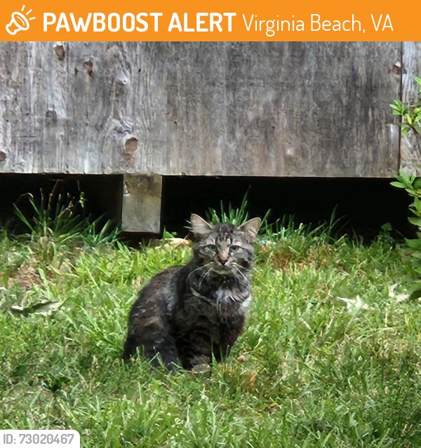 Found/Stray Unknown Cat last seen Malibu Drive and Alcott, Virginia Beach, VA 23452