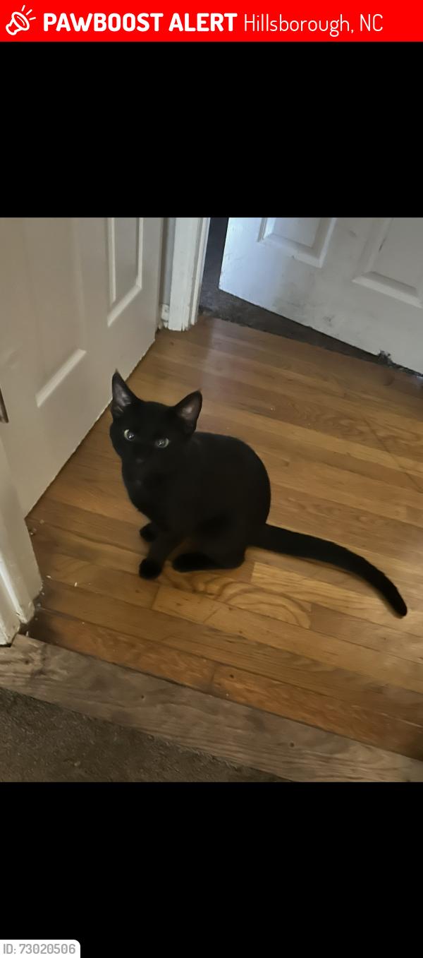 Lost Male Cat last seen Locust rd & Harper , Hillsborough, NC 27278