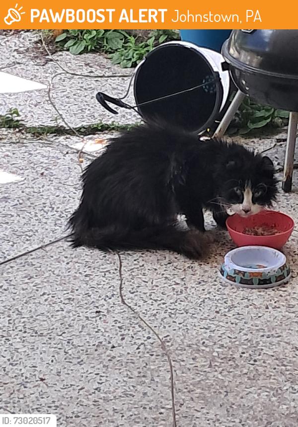 Rehomed Unknown Cat last seen Near Parkview Dr, Johnstown, PA 15905, USA, Johnstown, PA 15905
