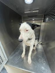 Shelter Stray Male Dog last seen , 4000 N Silverbell Rd, Tucson, AZ 85745, USA