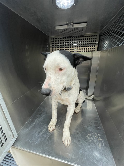 Shelter Stray Male Dog last seen , 4000 N Silverbell Rd, Tucson, AZ 85745, USA