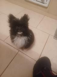 Lost Male Dog last seen 50th/Gary, Lubbock, TX 79413