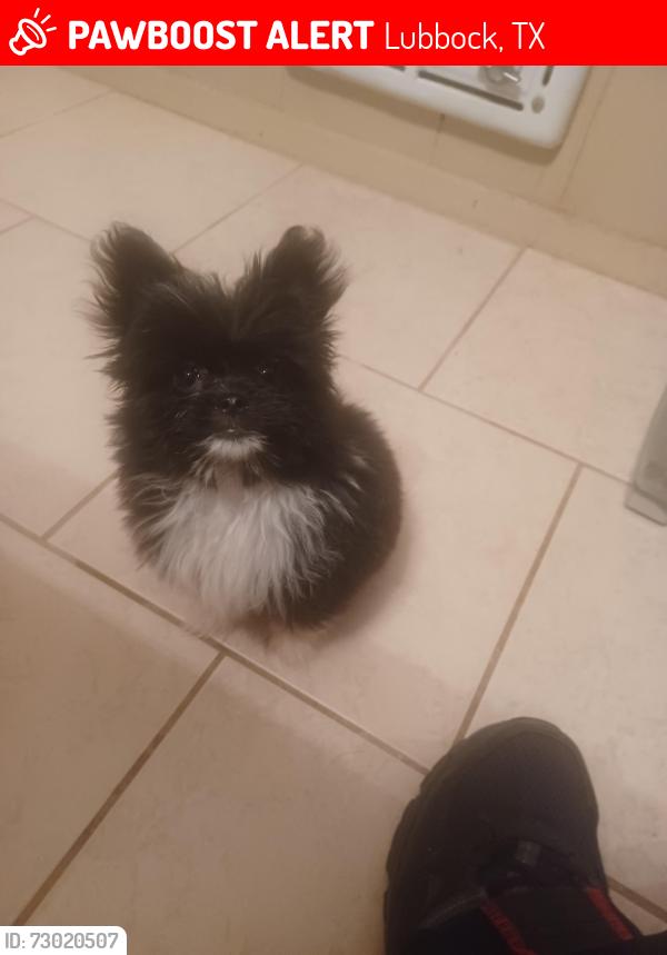 Lost Male Dog last seen 50th/Gary, Lubbock, TX 79413