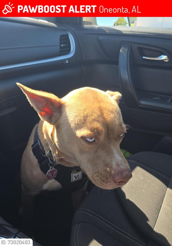 Lost Female Dog last seen highway 231, Oneonta, AL 35121