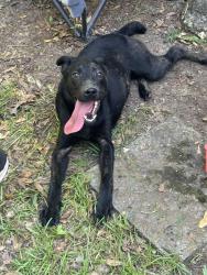 Found/Stray Female Dog last seen Tanglewood, Tyler, TX 75701