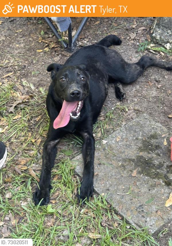 Found/Stray Female Dog last seen Tanglewood, Tyler, TX 75701