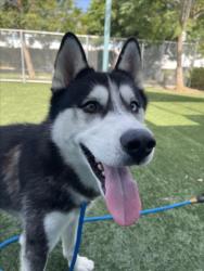 Shelter Stray Male Dog last seen , West Valley Animal Shelter, 20655 Plummer St, Chatsworth, CA 91311, USA