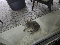 Found/Stray Unknown Cat last seen Duval street, Citrus Springs, FL 34434