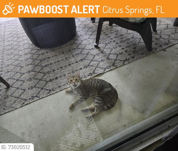 Found/Stray Unknown Cat last seen Duval street, Citrus Springs, FL 34434